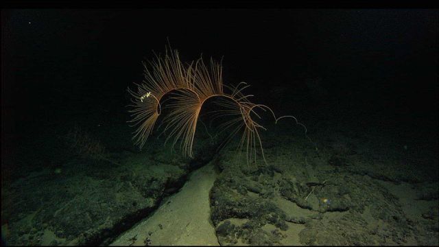 Iridogorgia sp Picture