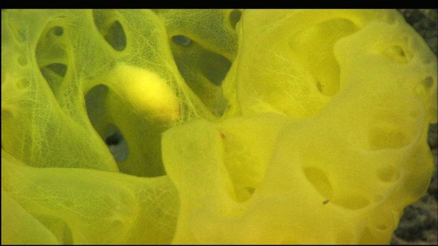 Closeup of a beautiful yellow sponge showing the internal structure. Picture