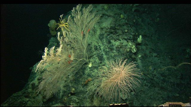 Unidentified coral on left with brittle stars and Iridogorgia sp Picture