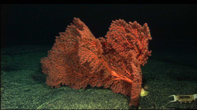 Paragorgia sp Picture