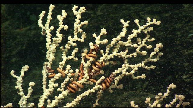 White Paragorgia coral with brittle stars Picture