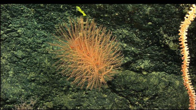 Iridogorgia sp Picture