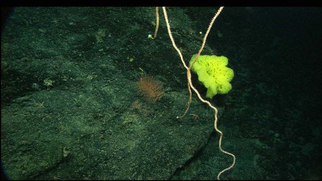A small Iridogorgia sp Picture