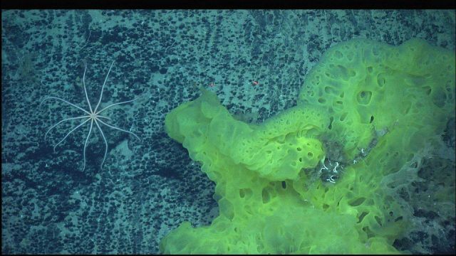 A large yellow sponge and a delicate brittle star. Picture