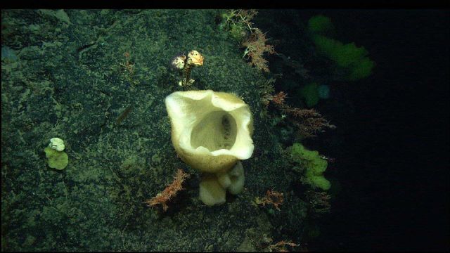 A white vase sponge, a yellow sponge, and numerous corals with brittle stars Picture