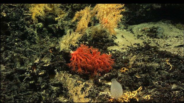 A soft coral Anthomastus sp Picture