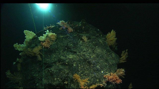 Rock covered with corallium. Picture