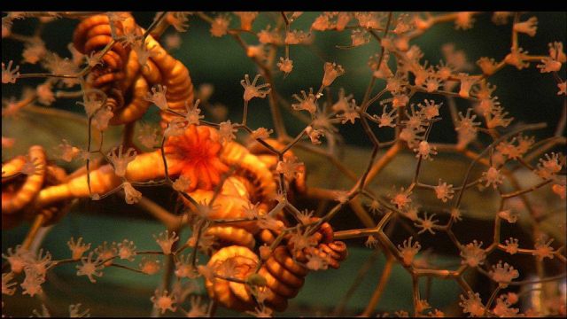 A brittle star on a parasol coral, Metallogorgia sp. Picture