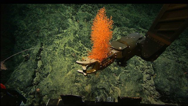 ROV Hercules' starboard manipulator arm grasps an Acanella bamboo coral. Picture
