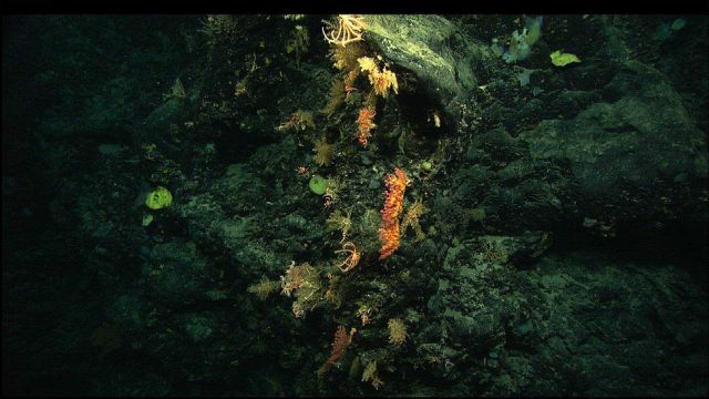 A small grotto of corals, sponges, and brittle stars. Picture