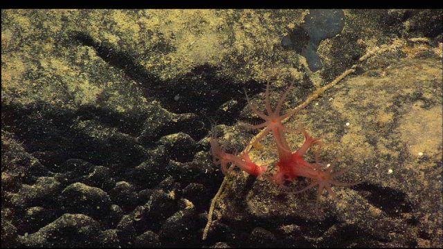Colony of mushroom coral with polyps extended. Picture