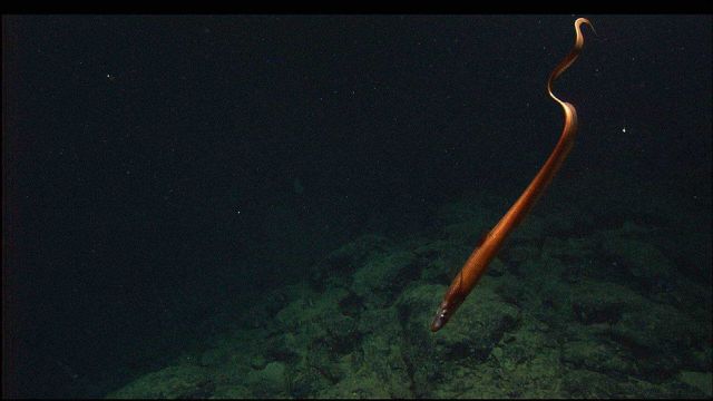 A surpisingly orange-colored halosaur over a black rock outcrop. Picture