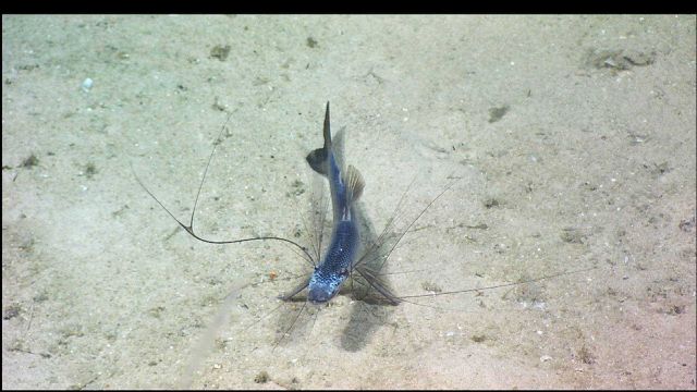 Tripod fish Picture