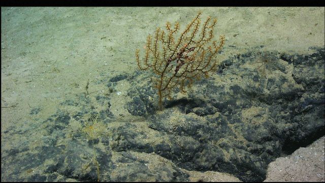 The gorgonian octocoral Paramuricea Picture
