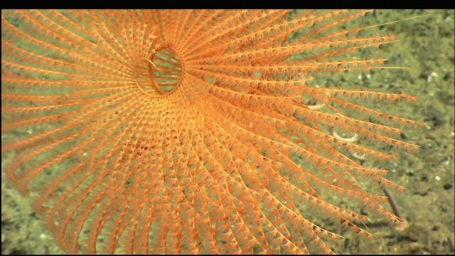 The beautiful spiral of the coral Iridogorgia showing the feeding polyps lined up on one side of the branches. Picture