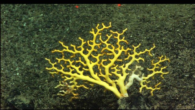 The stony coral Enallopsammia Picture