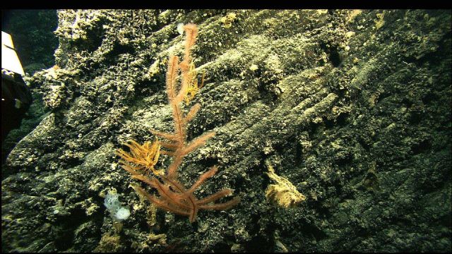 A black coral with a golden crinoid and white sponge Picture