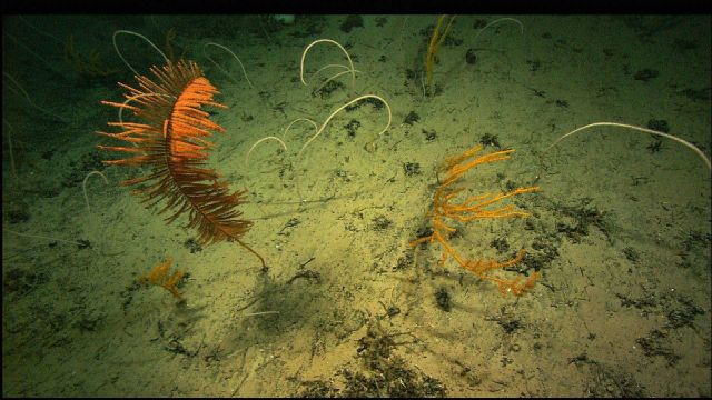 A black coral with bamboo whip corals and Paramuricea sp. Picture