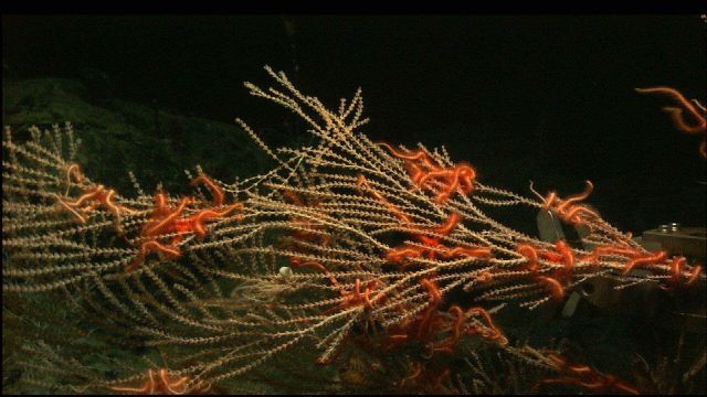 Calyptrophora with ophiacanthid brittle stars Picture