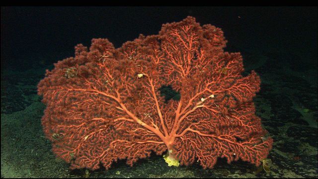 A magnificent bubble gum coral Paragorgia sp Picture