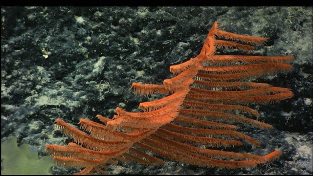 What looks like the branch of a palm tree is actually a black coral, Bathypathes sp. Picture