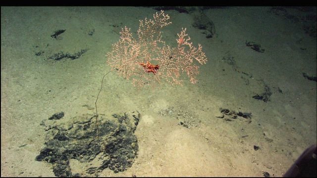 Parasol coral Metallogorgia melanotrichos with brittle star at 2082 meters depth Picture