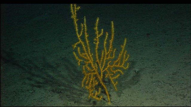 The octocoral Paramuricea sp. Picture