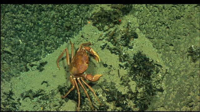 A red crab ready to do battle. Picture