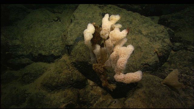 A white ruffle sponge. Picture