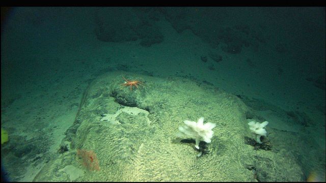 White ruffle sponges, a large seastar, and bamboo coral Acanella (lower left) on rock outcrop. Picture