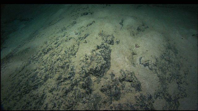 Stalked crinoids on a rock outcrop. Picture