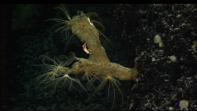 Crinoids and a crab make their home on what appears to be the dead stump of an old coral colony. Picture