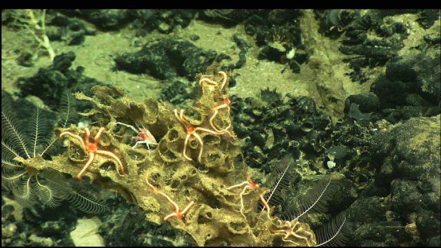 Seven brittle stars surround a squat lobster (Galatheid crab) on a dead sponge Picture
