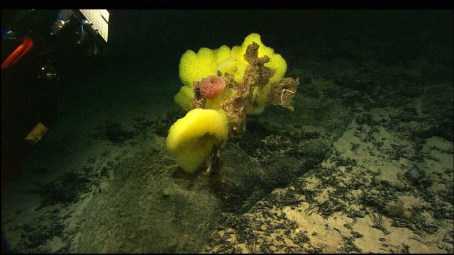 The ROV inspects a large yellow sponge with what appears to be a smaller pink sponge close to its center. Picture