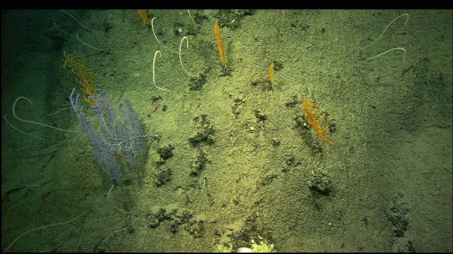 Purple, orange, and yellow branching corals and white whip corals Picture