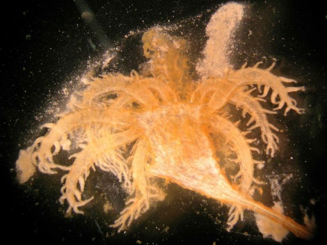 Photograph taken through microscope. Picture