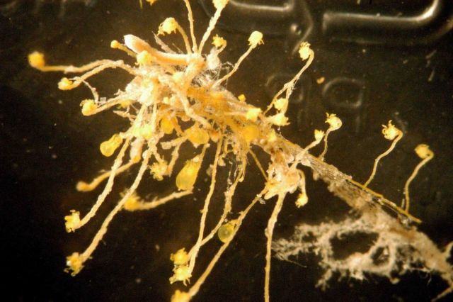 Photograph taken through microscope. Picture