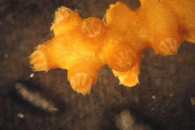 Photograph taken through microscope. Picture