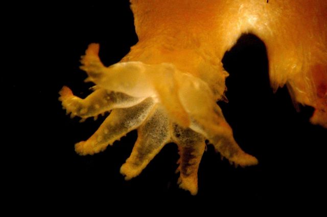 Photograph taken through microscope. Picture