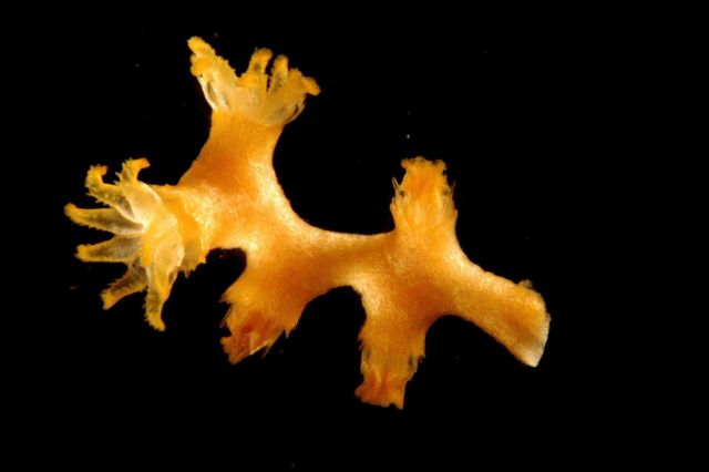 Photograph taken through microscope. Picture