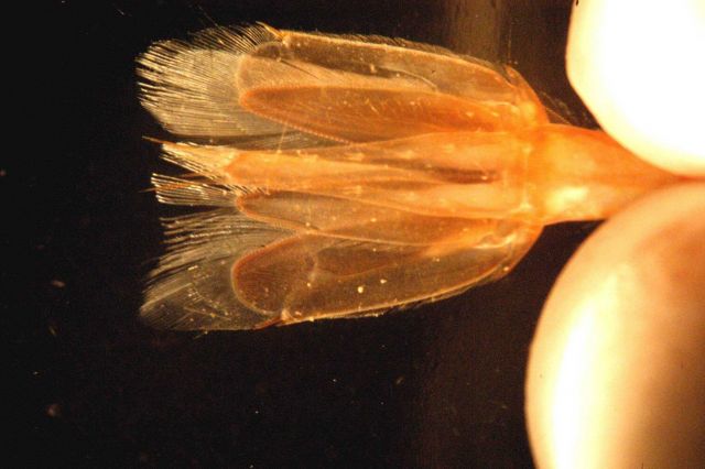 Photograph taken through microscope. Picture