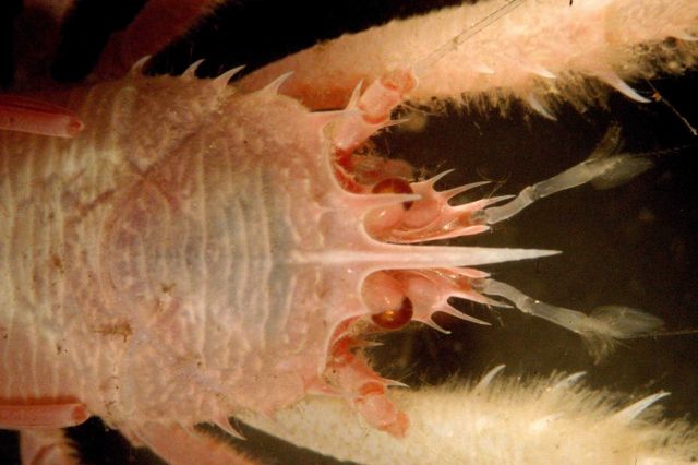 Photograph taken through microscope. Picture