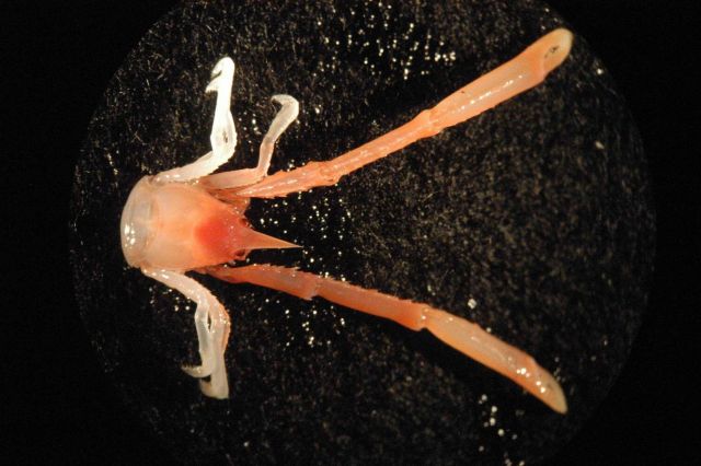 Photograph taken through microscope. Picture