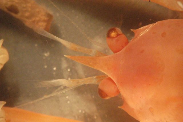 Photograph taken through microscope. Picture