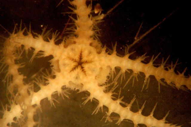 Photograph taken through microscope. Picture