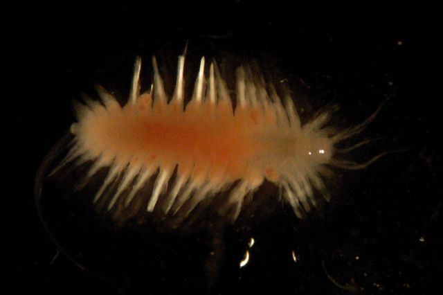 Photograph taken through microscope. Picture