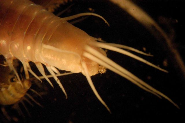 Photograph taken through microscope. Picture