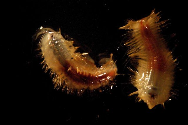 Photograph taken through microscope. Picture