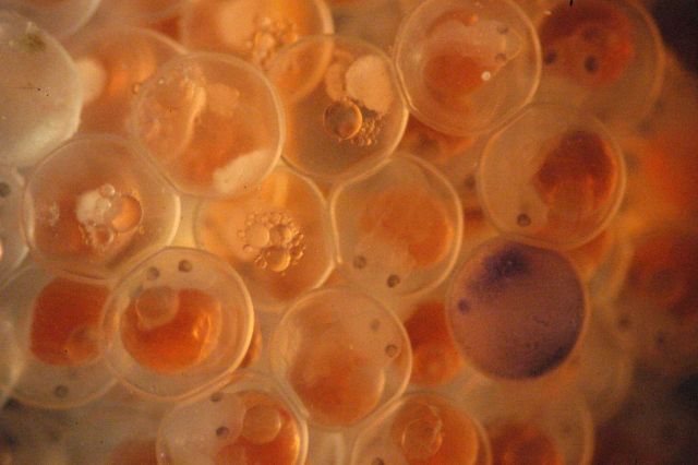 Photograph taken through microscope. Picture