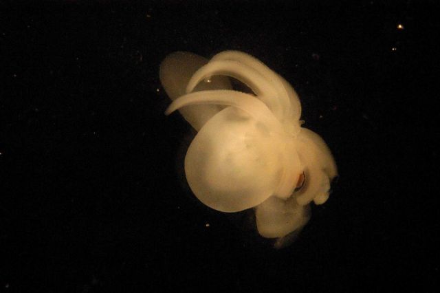 Photograph taken through microscope. Picture